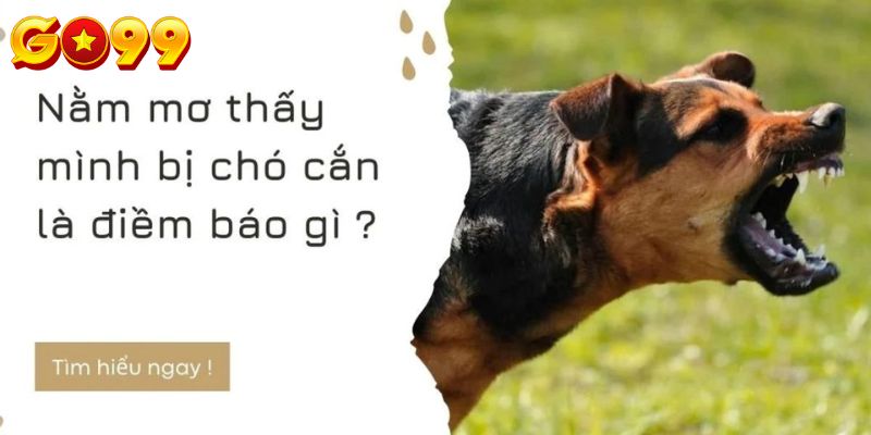 GO99 Bật mí mơ thấy chó cắn đánh con gì?